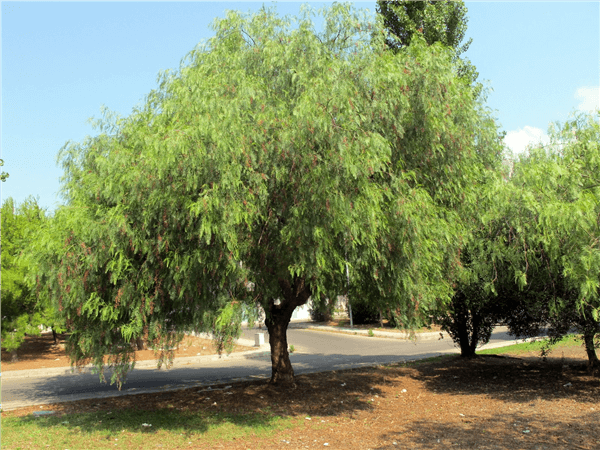 Aroeira salsa